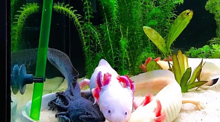 Les couleurs des axolotls