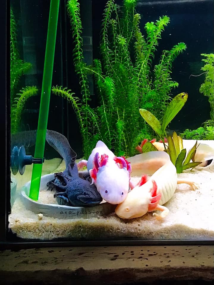 Les couleurs des axolotls