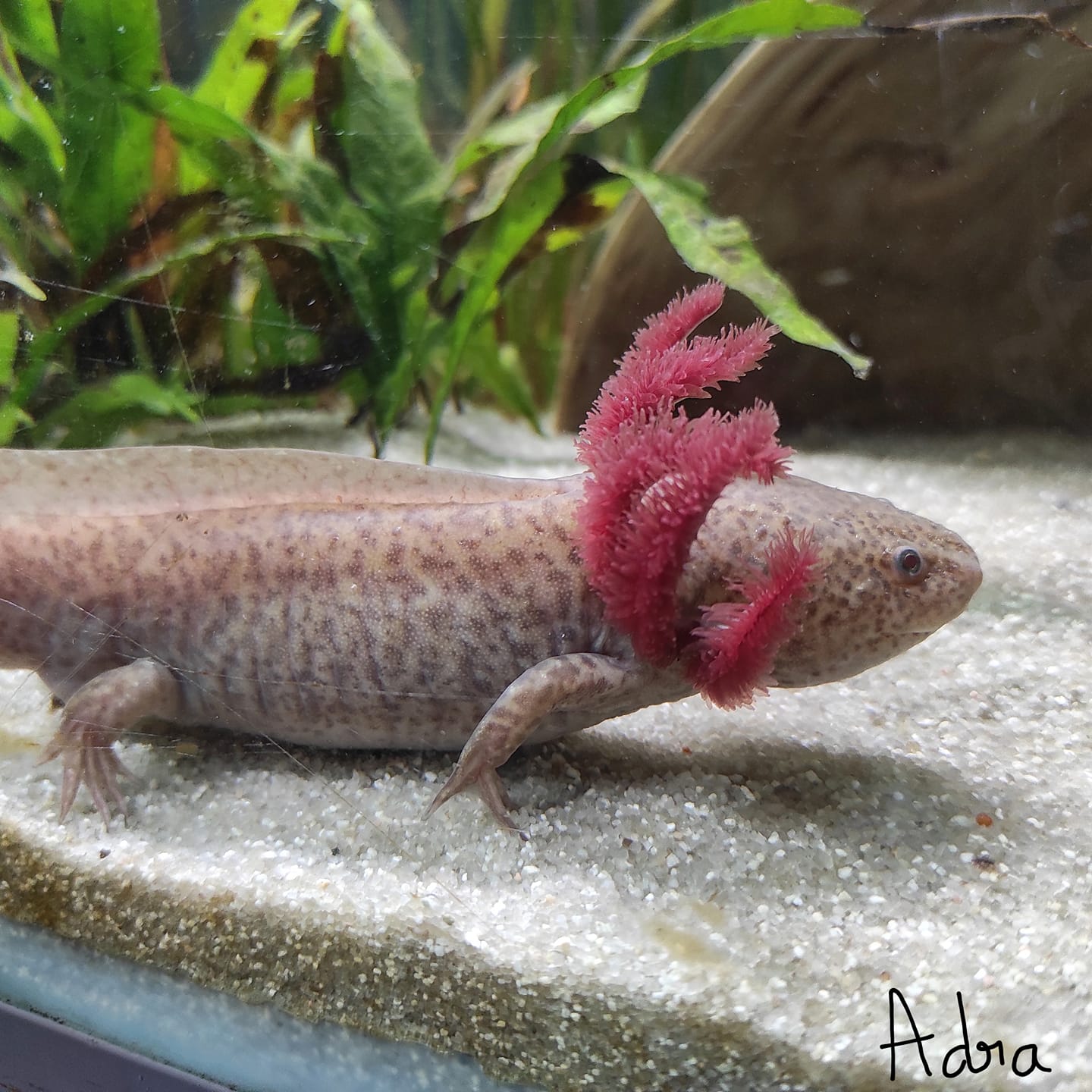 Le comportement de l’axolotl
