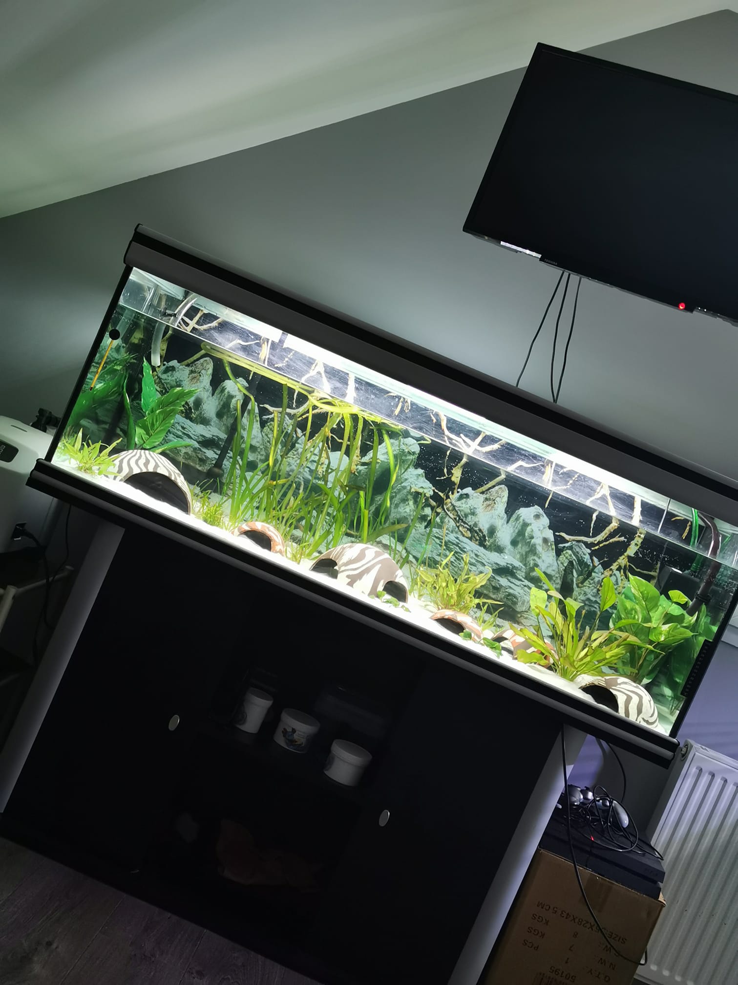 Bien choisir l’aquarium de ses axolotls