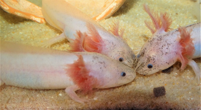 L'alimentation – Maintenance de l'axolotl by SweetAxo