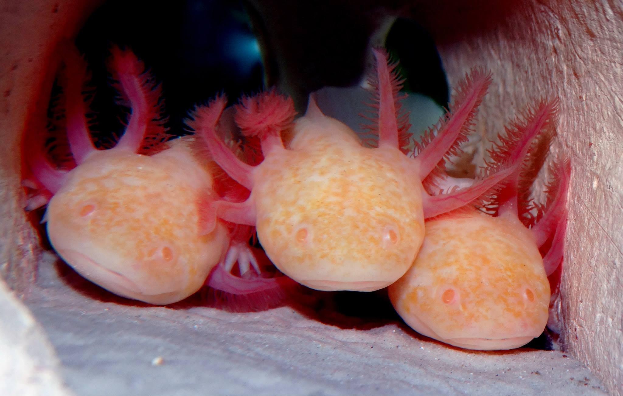 Bienvenue au royaume des axolotls !