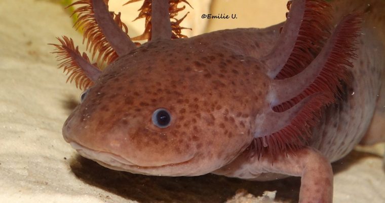 Le guide de l’axolotl