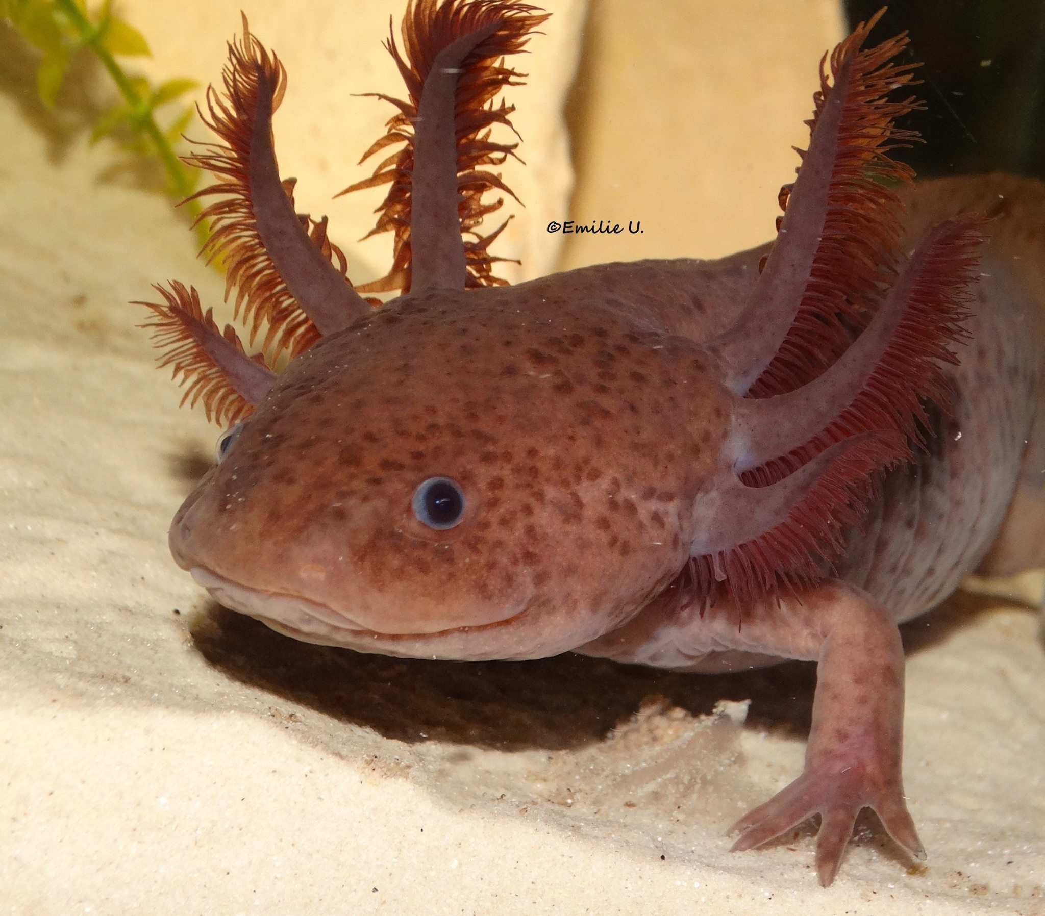 Guide sur l'Axolotl - Quel aquarium, paramètres de l'eau, témpérature,  nourriture, etc. ? - Fiches conseils Aquariophilie -  -  Aquariophilie