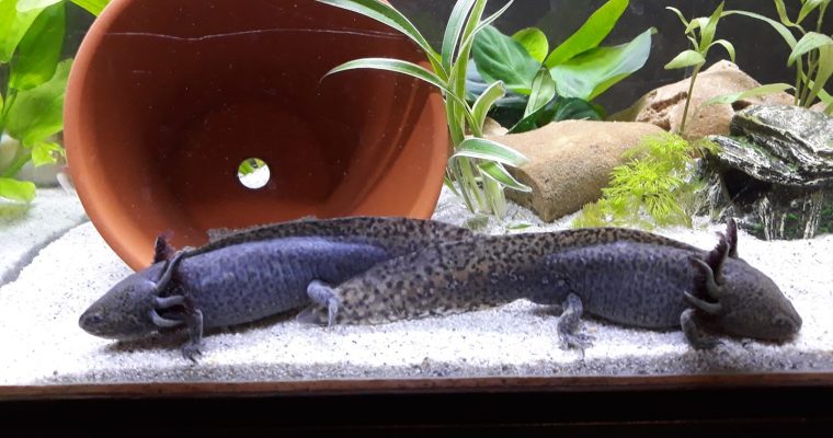 Désinfecter son aquarium