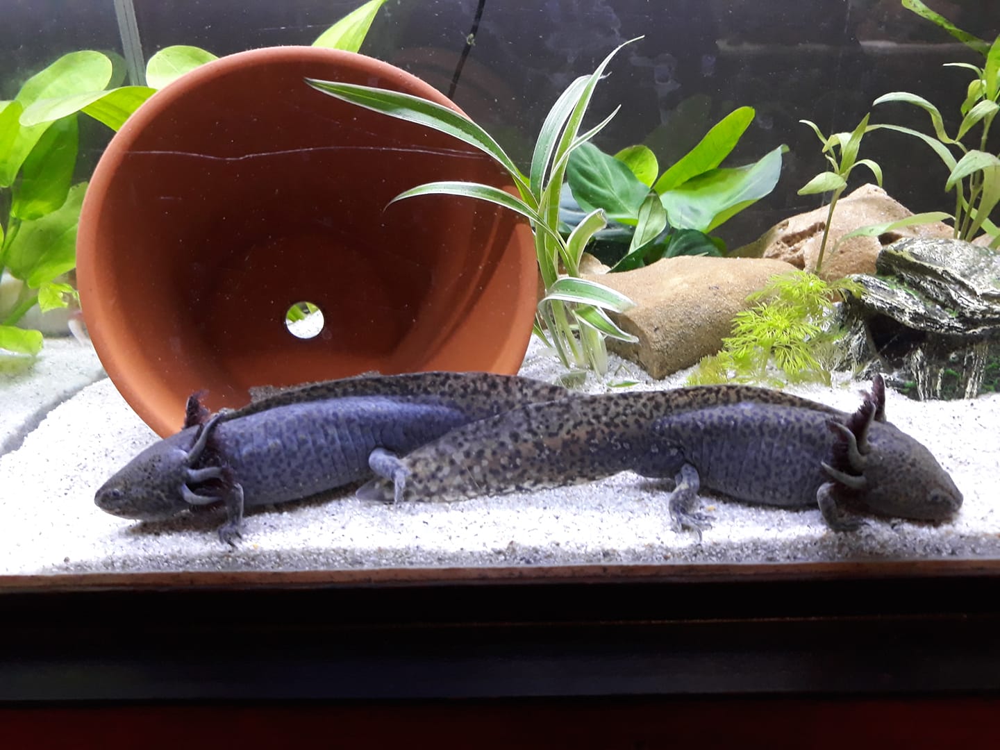 Désinfecter son aquarium