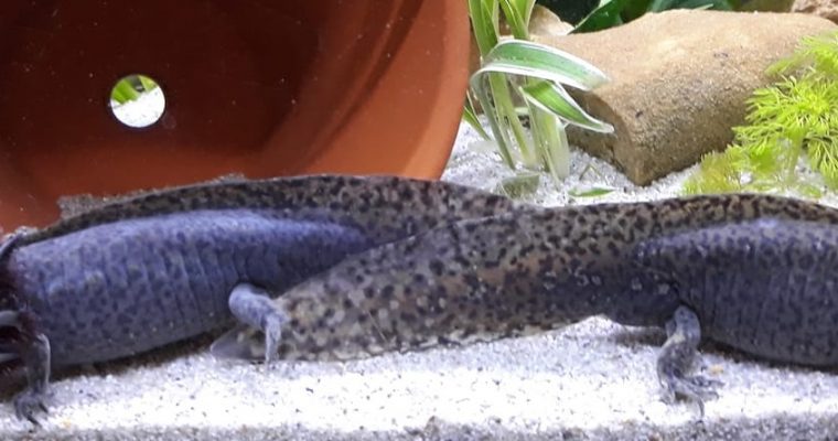 Le sexage de l’axolotl