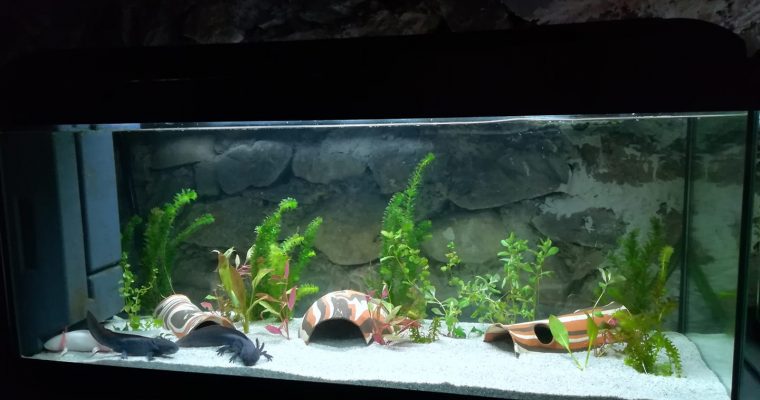 Le rodage de l’aquarium