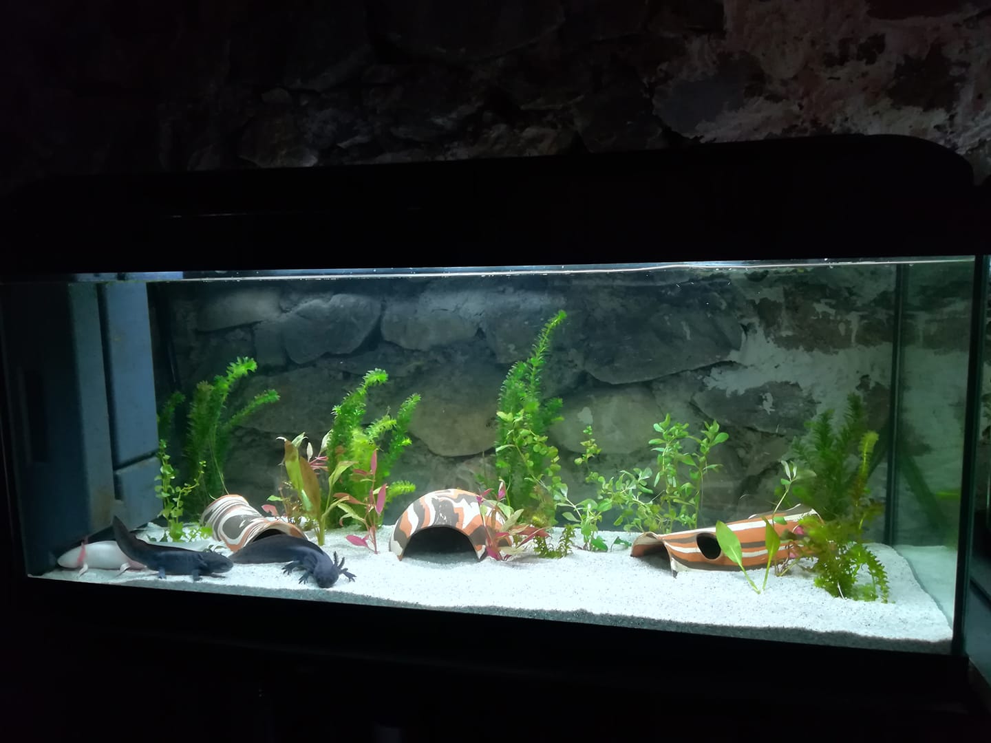 Le rodage de l’aquarium