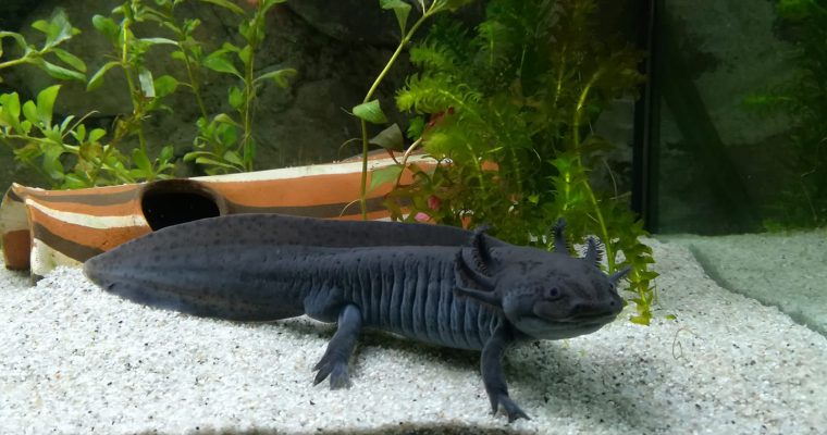 Bien entretenir son aquarium