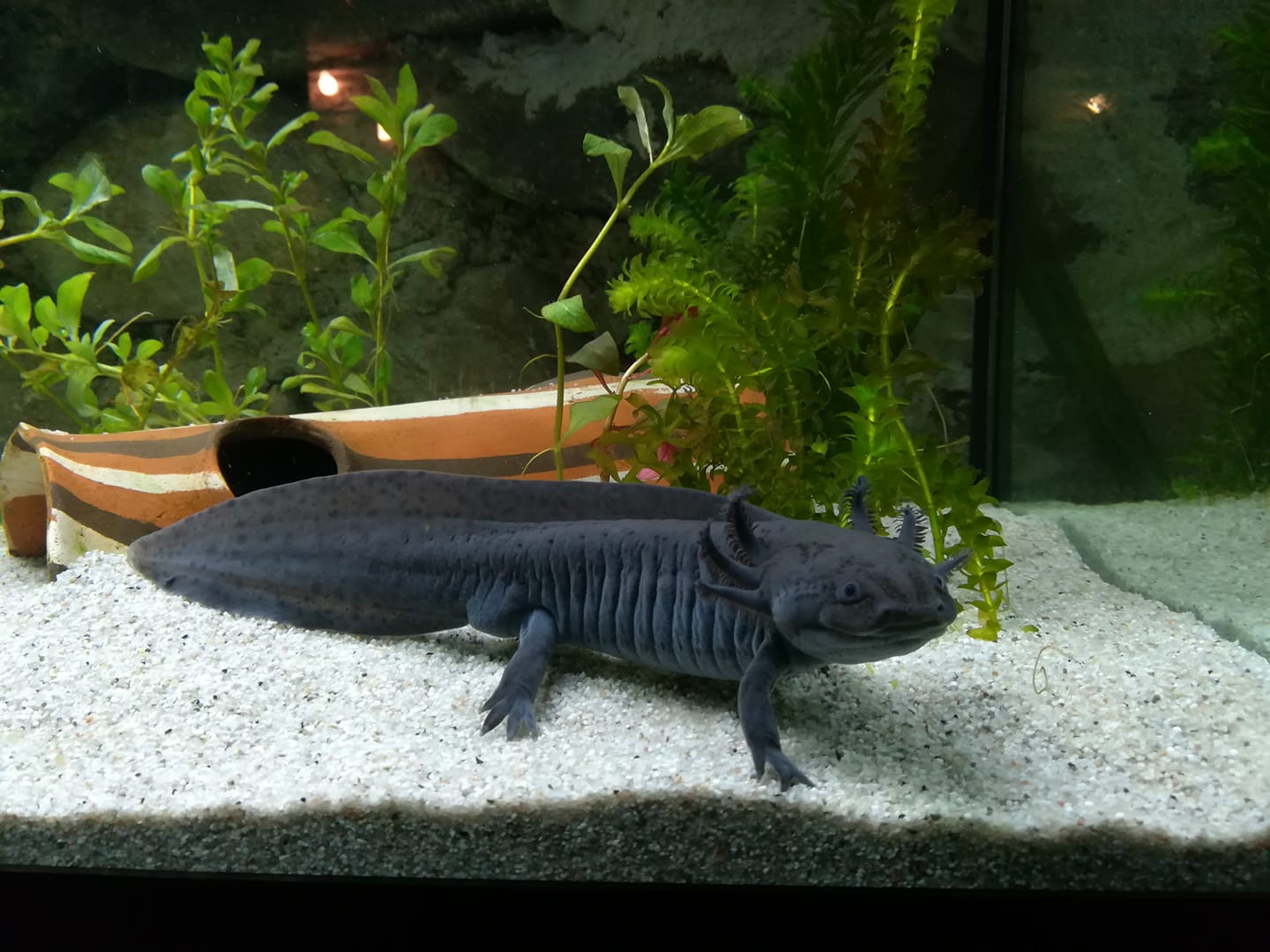 Bien entretenir son aquarium