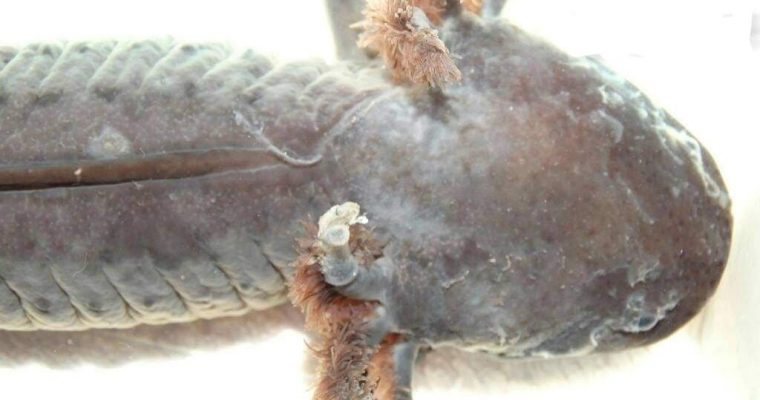 L’attaque bactérienne