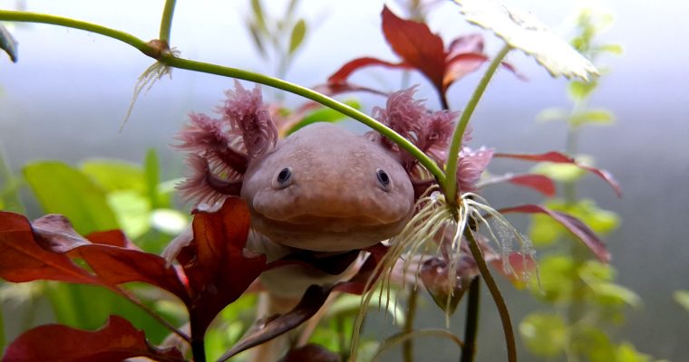 L’anatomie de l’axolotl