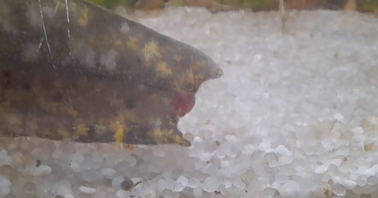 Les blessures et amputations