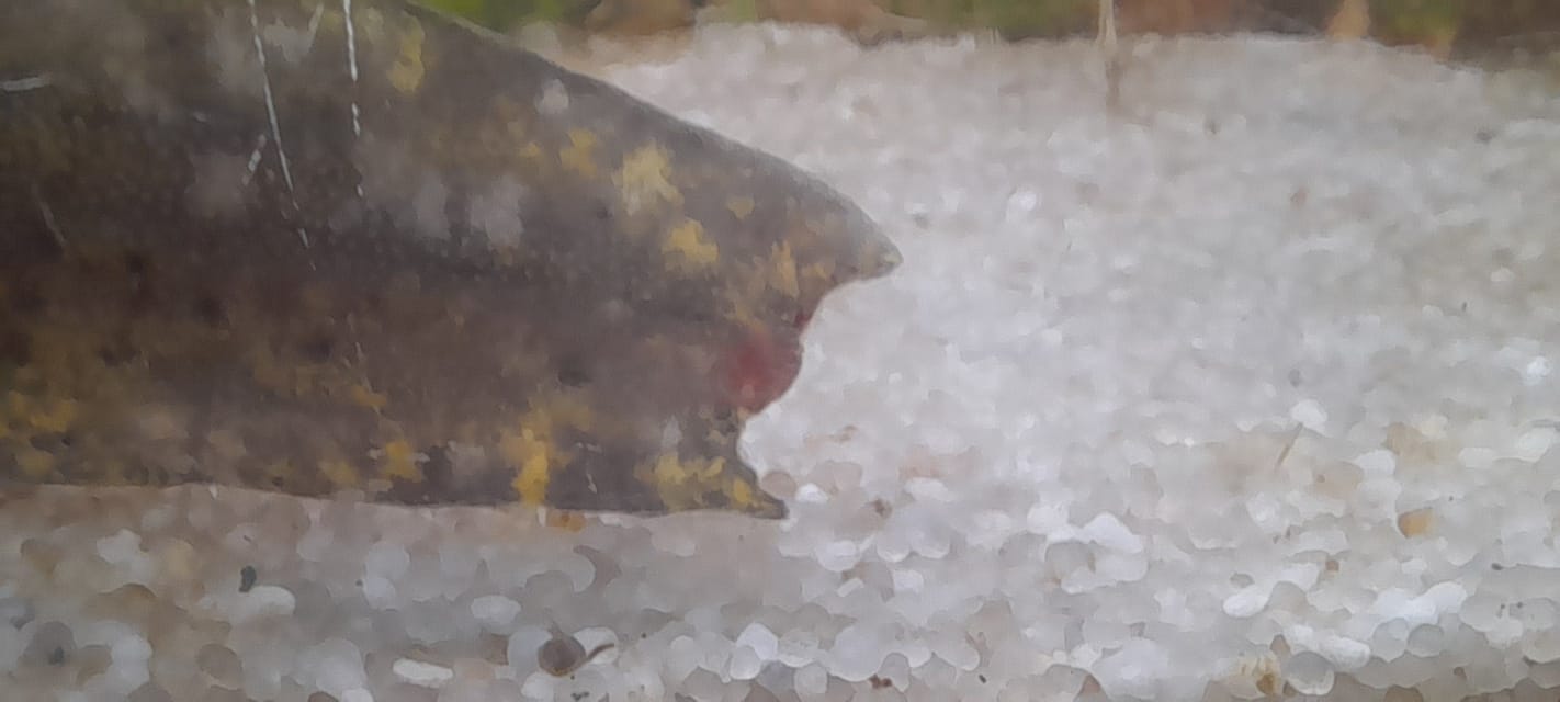 Les blessures et amputations