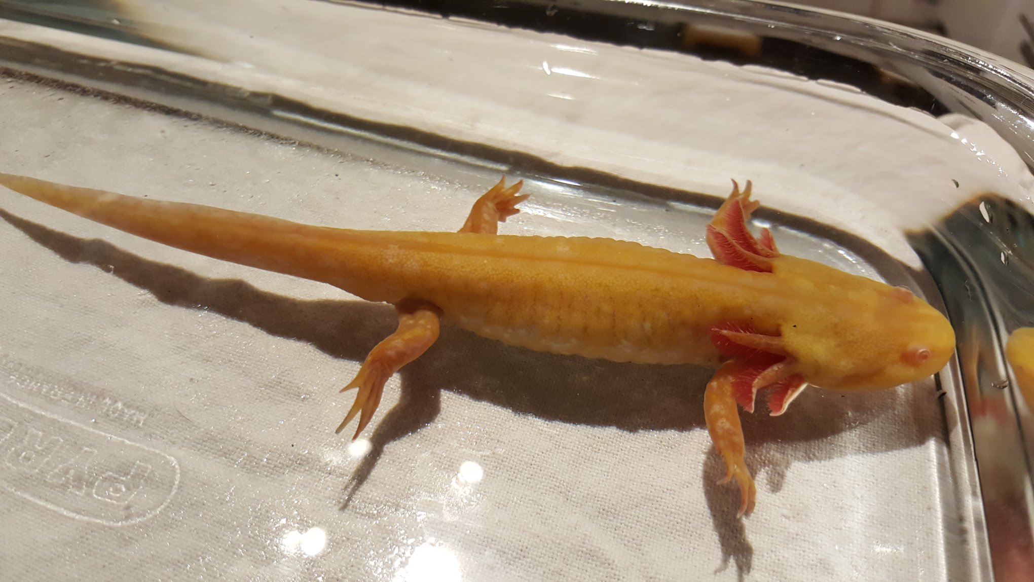 La métamorphose / Evolution d’un axolotl devenu terrestre Maintenance de l