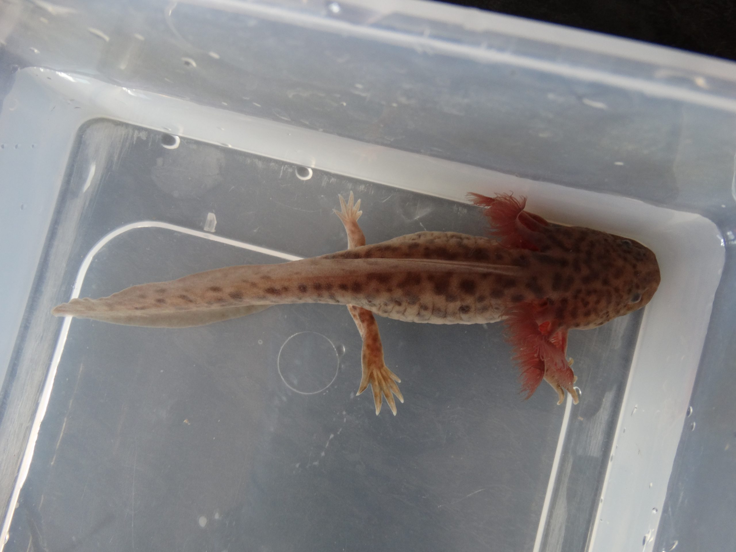 Gérer l’isolement ou la quarantaine