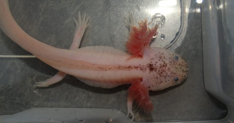 Le guide du nouvel adoptant