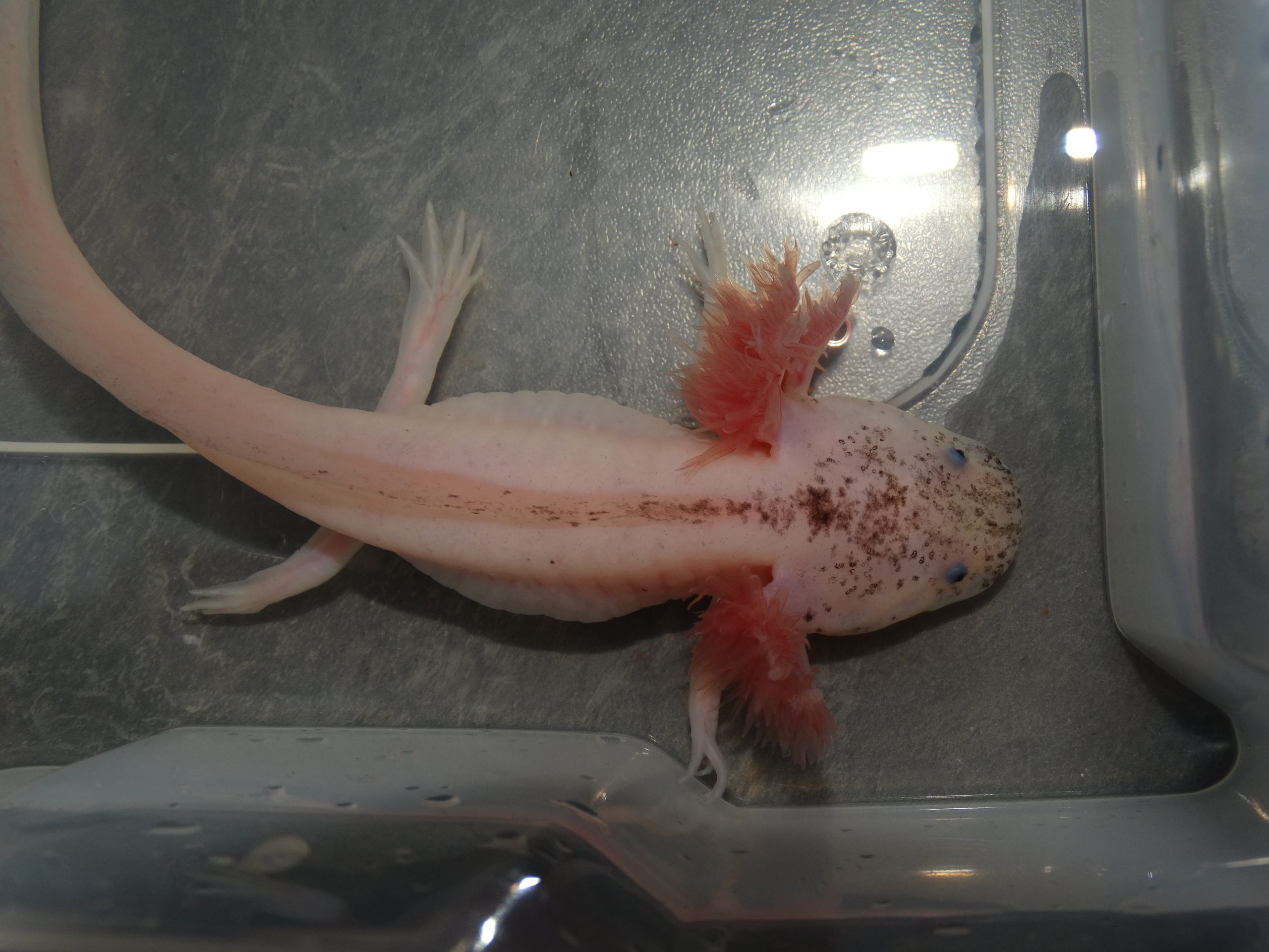 Le guide du nouvel adoptant