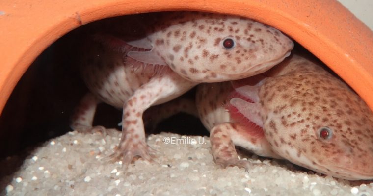 L’intoxication aux NO2 et NO3