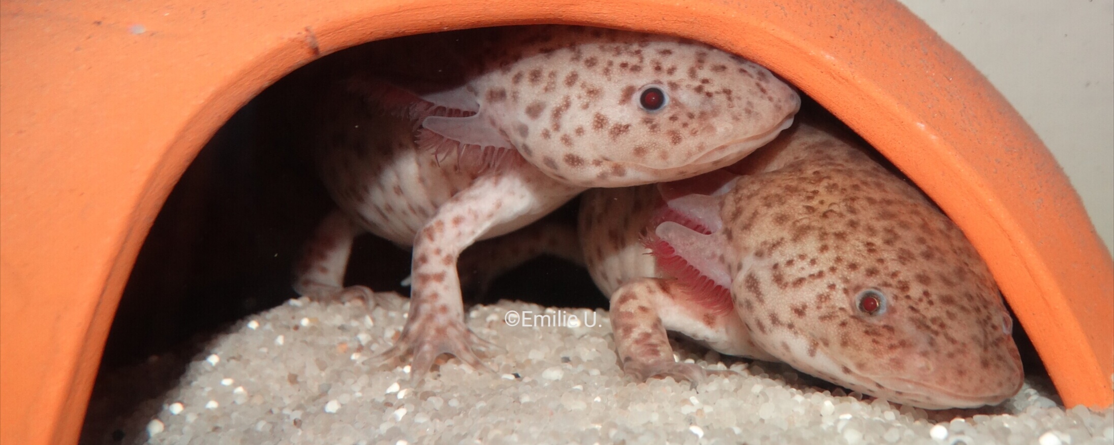 L’intoxication aux NO2 et NO3