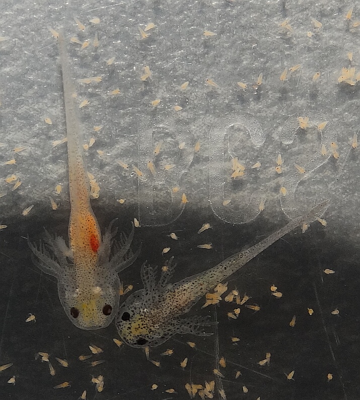 Faire éclore ses artémias