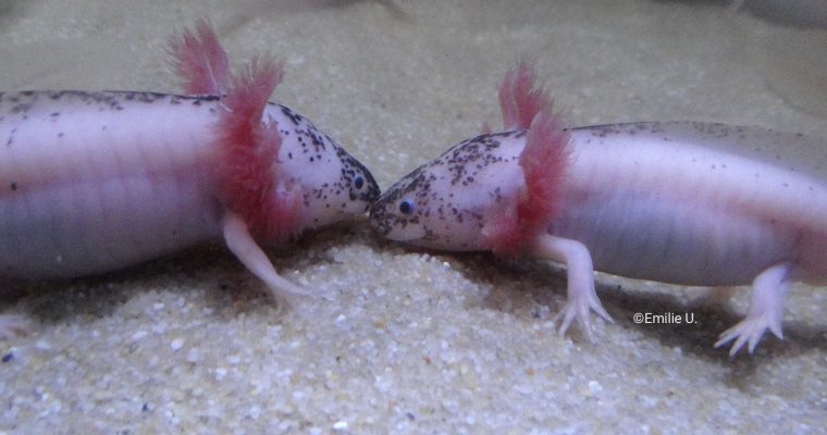 Qui est l’axolotl