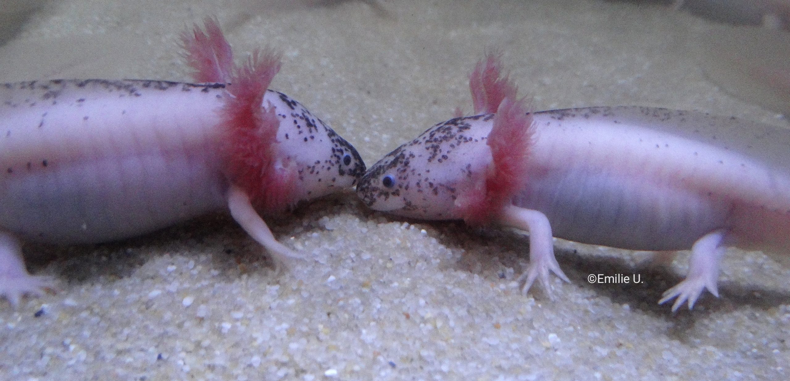 Qui est l’axolotl