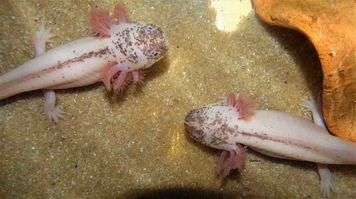 Fiche de maintenance de l'Axolotl